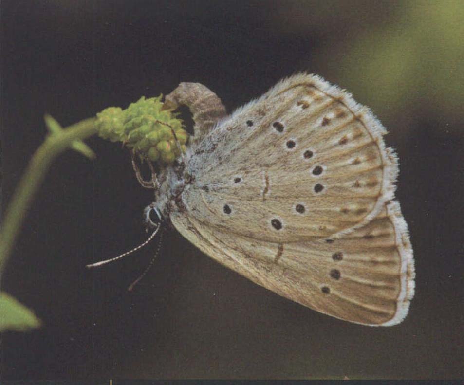 胡麻霾灰蝶